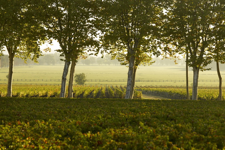 Vines of the Margaux terroir