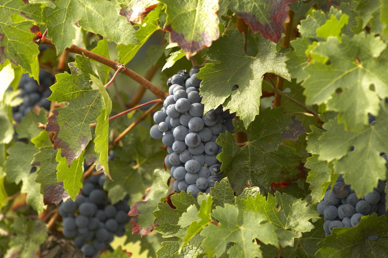 Die ton- und kalkreichen Böden bringen Merlot-dominierte Weine hervor.