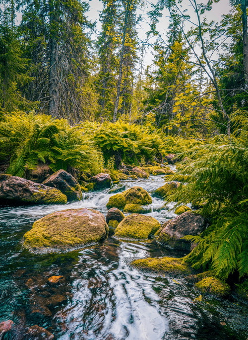 Nationalpark Fulufjället: Eines der Highlights im atemberaubenden Naturgebiet ist der 93 Meter hohe Wasserfall Njupeskär.