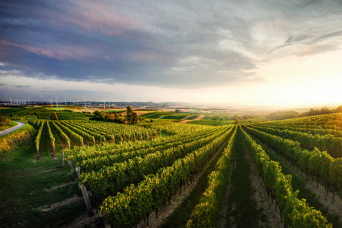 Am 24. Oktober findet die Tour de Vin Carnuntum statt. 