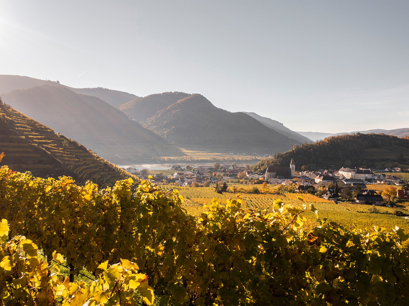 Im Herbst erstrahlt die Landschaft rund um Spitz in ihren prächtigsten Farben.