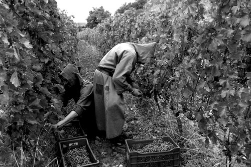 Schaumwein war jahrhundertelang ein Zufallsprodukt – bis Mönche aus Südfrankreich als Erste begannen, seine Magie zu enträtseln.