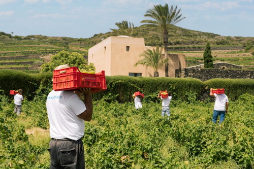 Donnafugata