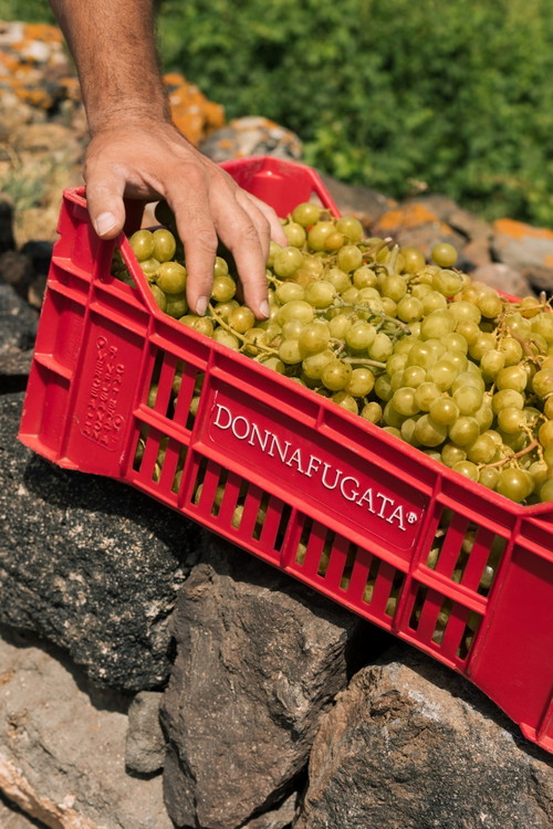 Donnafugata
