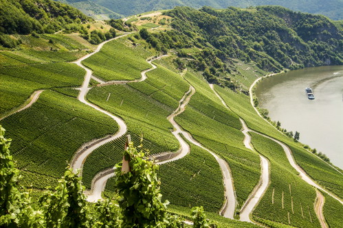 Weinreben am Bodensee: Der See begünstigt die klimatischen Bedingungen für den Weinbau, der bis ins achte Jahrhundert zurückreicht.