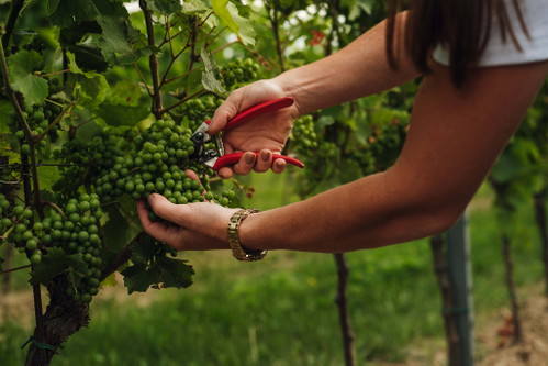Das Weingut Gottschuly-Grassl