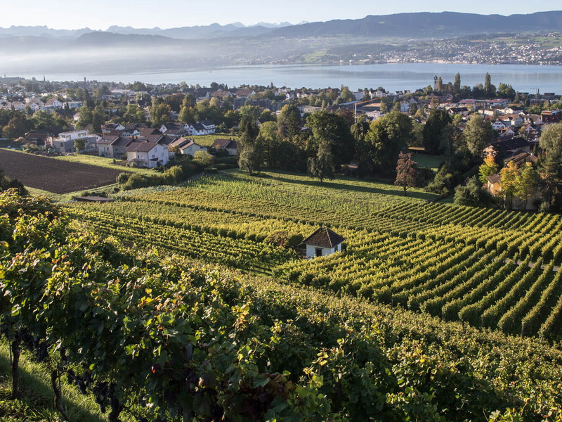 Den Zürichsee im Blick: Erich Meiers Reben wachsen mit Seesicht in Uetikon am See, an der sogenannten Goldküste am Südhang des Pfannenstiels.
