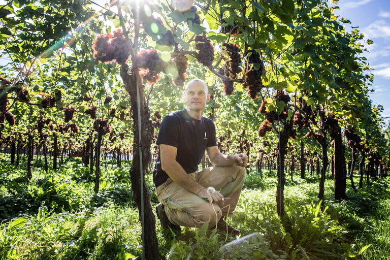 Erich Meiers Pinot Noir Reblaube gedeiht in einer Kleinstparzelle direkt vor seinem Weingut. Der Jahrgang 2023 wurde zum «Besten Pinot Noir» gekürt.