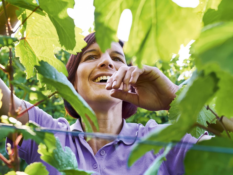 Nadine Besson-Strasser vom gleichnamigen Weingut in Uhwiesen bei der Arbeit im Rebberg.