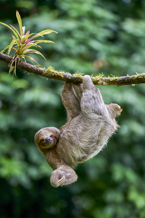 Tierisches Vergnügen in Costa Rica