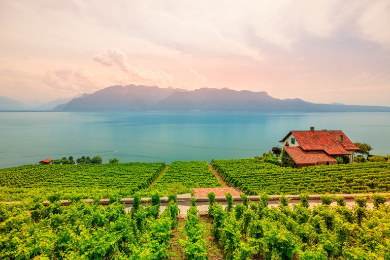 Weinreben zwischen Lutry und Cully