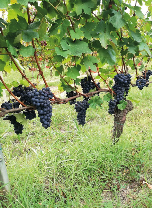 Nebbiolo-Trauben, Ausgangsstoff für die großen Roten der Langhe. 