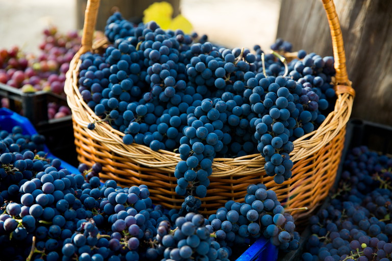 Auch der Pinot Noir ist schon lange in den Genfer Weinbergen heimisch.
