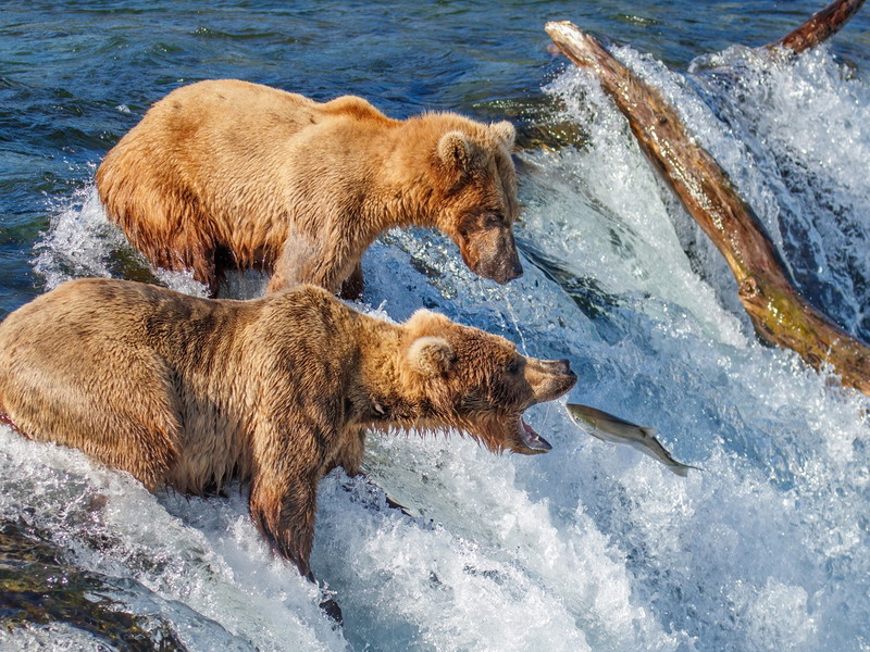 Jedes Jahr im Herbst ziehen Millionen Lachse den Fluss hinauf, Grizzlys und Schwarzbären kommen zum Festmahl.