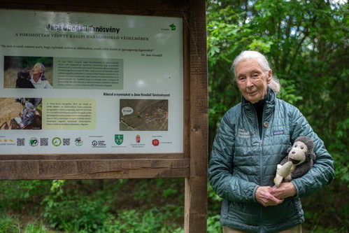 Dr. Jane Goodall 2023 vor einem Nature Trail in Ungarn.
