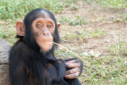 Geretteter Baby-Schimpanse im »Chimp Eden« in Südafrika. 