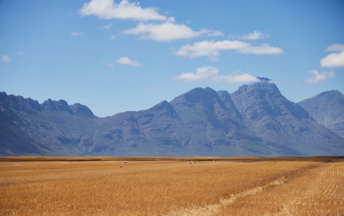 Savanne in Südafrika