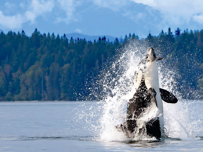 Die Inside Passage verläuft geschützt zwischen Inseln und Fjorden entlang der Küste von British Columbia und Alaska – Heimat für Orcas, Delfine und Buckelwale.