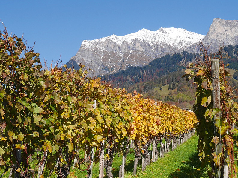 Malans im Churer Rheintal gilt als eines der bedeutendsten Weinbauzentren Graubündens. Pinot Noir und Chardonnay sind die Aushängeschilder der Region.
