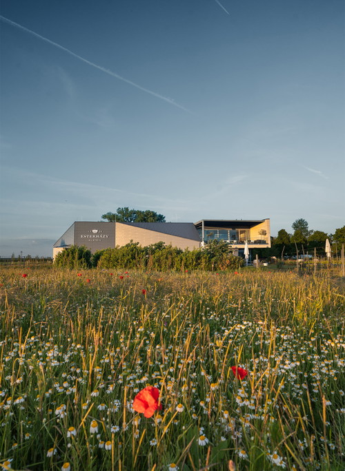 Das Weingut Esterhazy 