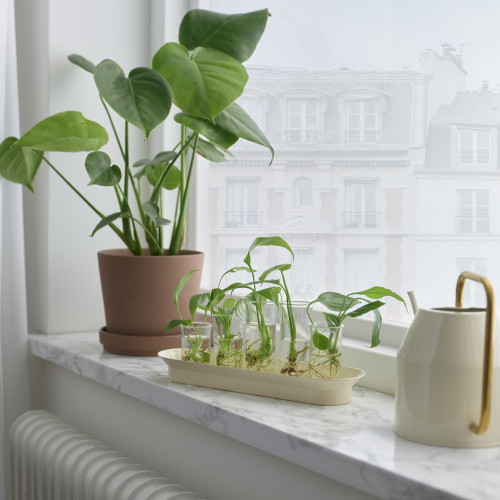 Il set di propagazione in vetro trasparente Vattenkrasse è l’alleato ideale per coltivare nuove piante con stile, grazie al design delicato nei toni avorio e oro.