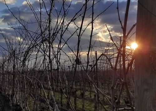 Podere Il Saliceto
