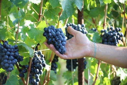 Fattoria Moretto