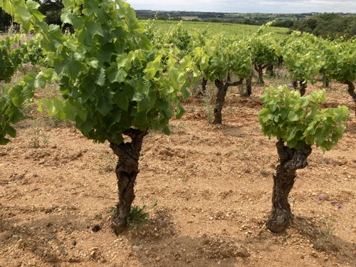 Belles Eaux, vecchie vigne