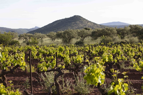 Terrasses du Larzac