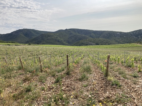 Domaine Joncas, Terrasses du Larzac