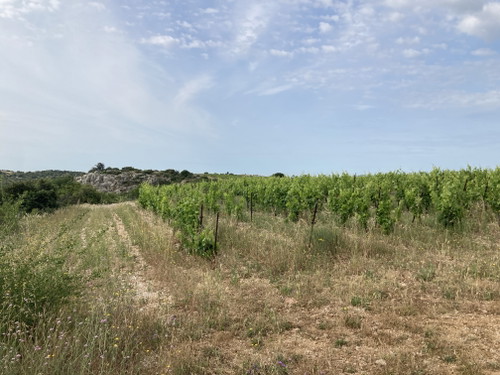 Domaine Joncas, Terrasses du Larzac