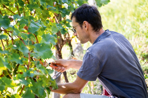 Das Weingut Pföstl