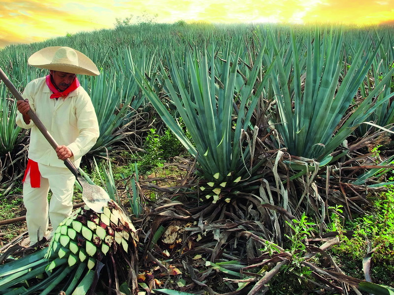 Zwischen acht und zehn Jahren benötigt eine Agave im Schnitt bis zur Erntereife. Das ist einzigartig in der Welt der Spirituosen.
