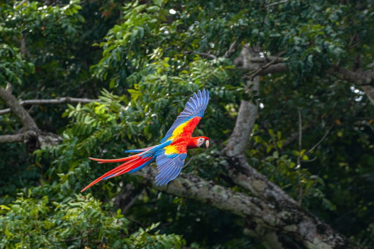 Tropische Natur in Costa Rica
