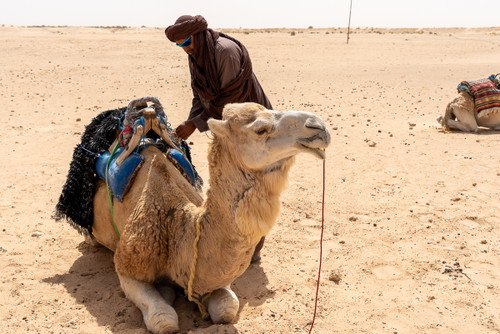 Cammelli nel deserto