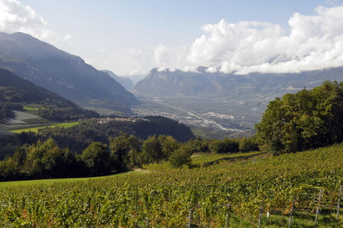 Il vigneto da cui provengono le uve di Pònkler