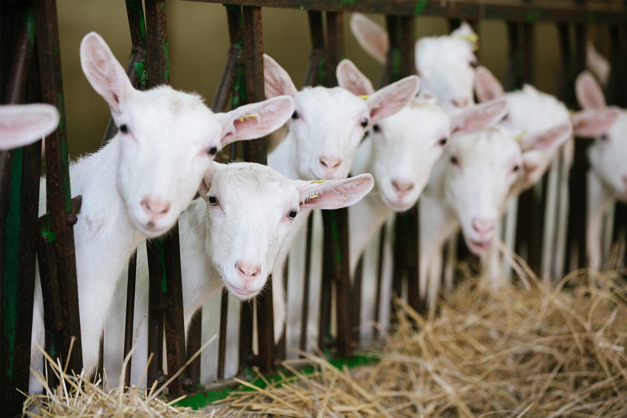 Say Cheeeeese! Ziegenkäse – und was ihn so besonders macht - Falstaff