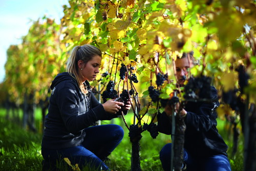 Familie Burgat keltert seit 2005 Weine auf ihrer Domaine de Chambleau. Tochter Charlotte repräsentiert die neue Winzergeneration.