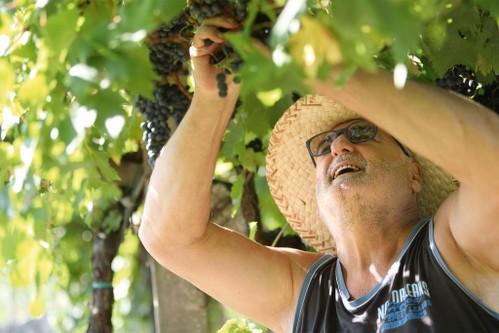 Tommaso Bussola ist Winzer durch und durch, am liebsten ist er im Weingarten. Sein 13 Jahre gereifter Amarone ist grandios.