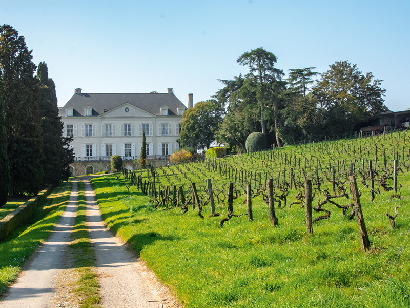 Schiefer, Grauwacke und Sandstein prägen die Mineralität der Weine rund um das Anbaugebiet Savennières südwestlich von Angers.