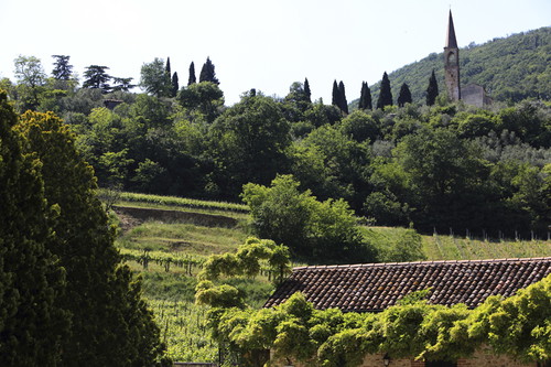 Vigneti sui Colli Berici