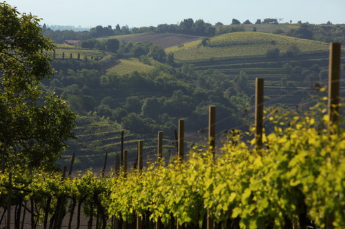 Vigneti sui Colli Berici