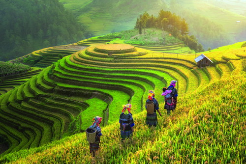 Reisbäuerinnen in den malerischen Reis­terrassen bei Sapa. 