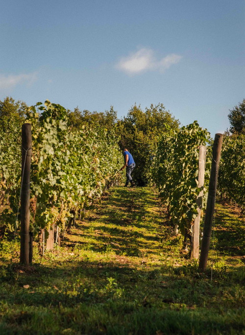 Die Weinregion Loire