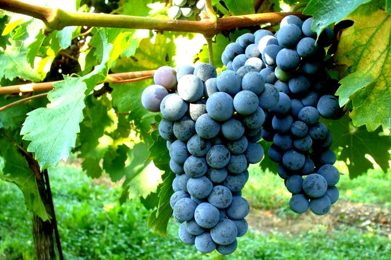 Grappoli di Cabernet Franc a Suvereto, in Toscana
