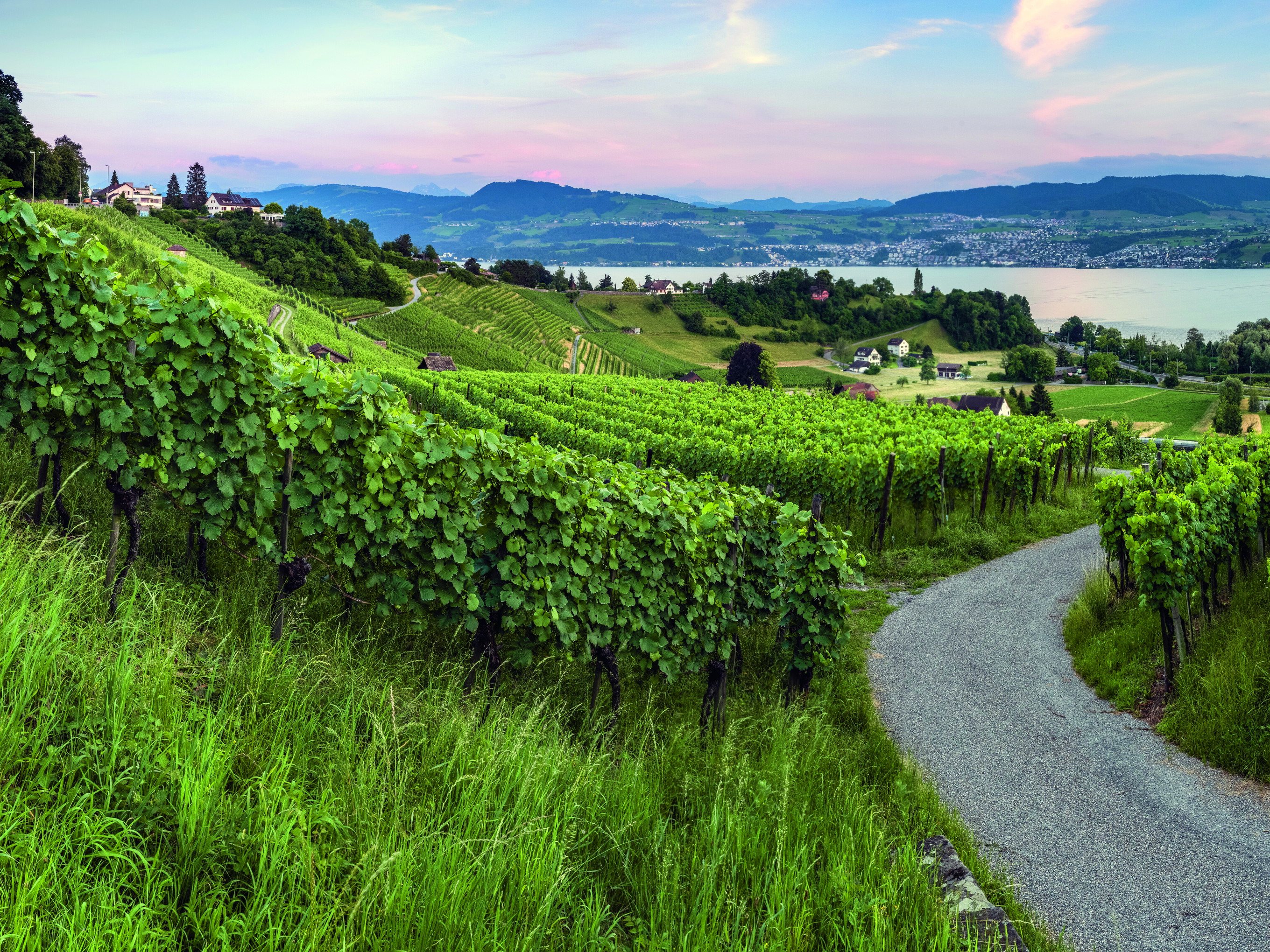 An Schweizer Seen gedeihen einige der besten Pinots Noirs des Landes. So etwa am Zürichsee – hier eine Aufnahme bei Männedorf, wo die Trophy-Sieger Rico und Susanne Lüthi Reben bewirtschaften.