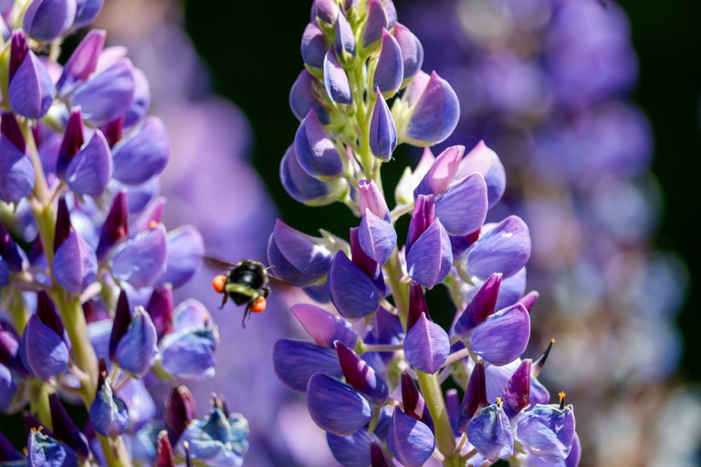 Im heissen Sommer dienen die Blüten der Lupinen Wildbienen als Nahrung. 