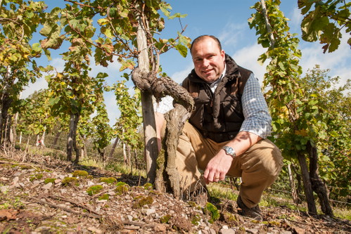 Versteht die aus dem Weinberg kommende Qualität in reifefähige Weine umzusetzen: Nik Weis vom Sankt-Urbans-Hof.