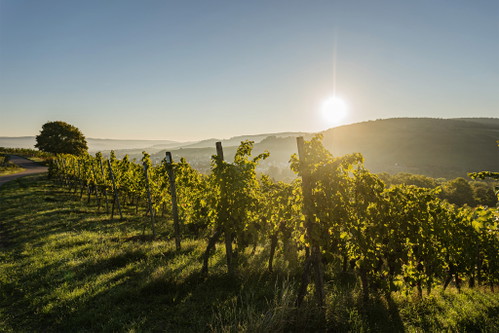 Weingut Haidle: In Stetten im Remstal wächst der Lemberger in Höhenlagen von 350 Metern über NN.