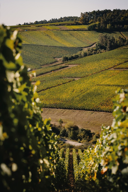 Die Domaine Alexandre Bonnet